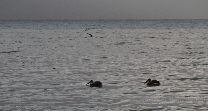 Denize inen Pelikanları görenler cep telefonuna sarıldı