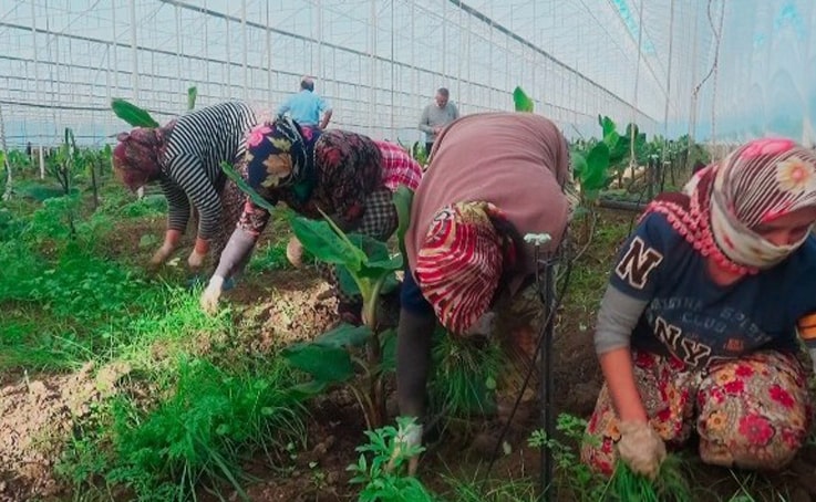 İşsiz kalan turizm sektörü çalışanlarına tarım sektörü kucak açtı