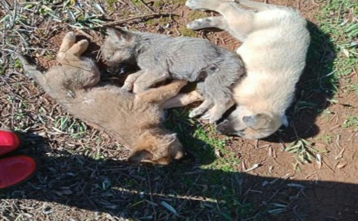 Antalya’da 12 sokak köpeği zehirlenerek öldürüldü iddiası