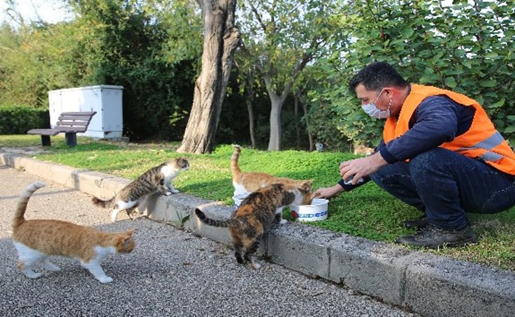 Kısıtlamada sokak hayvanları unutulmadı