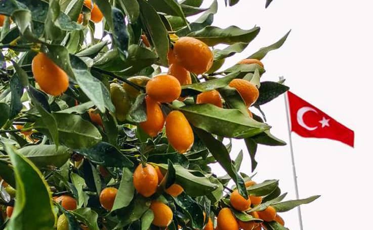 Antalya’nın altın portakalı ‘kamkat’ın hasadı başladı