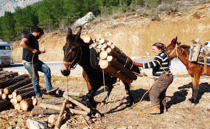 Kışın Çam, yazın Ladin ağaçlarının izini sürüyorlar, günde 500 ile 750 lira kazanıyorlar