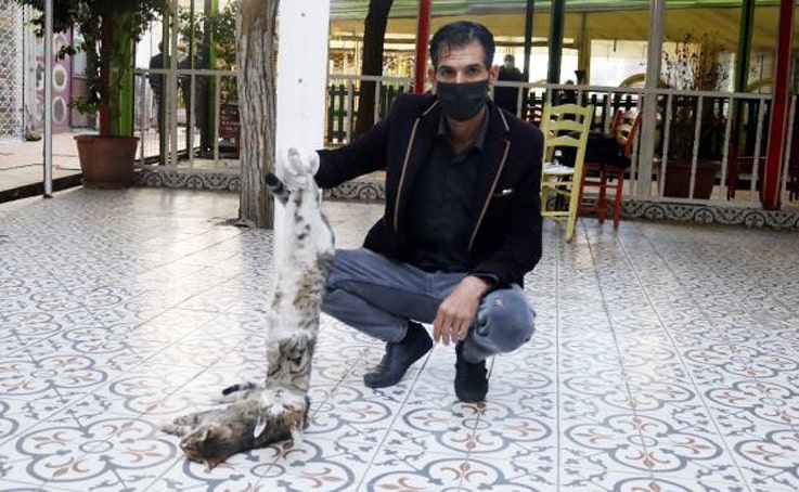 Antalya’da 2 kedi zehirlenerek öldürüldü iddiası