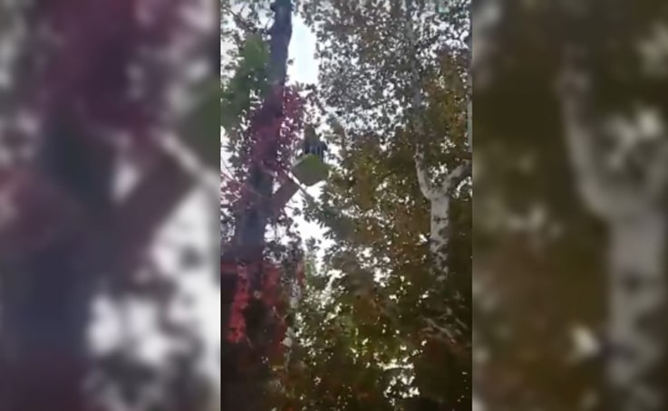 Ağaçta mahsur kalan papağanı itfaiye kurtardı