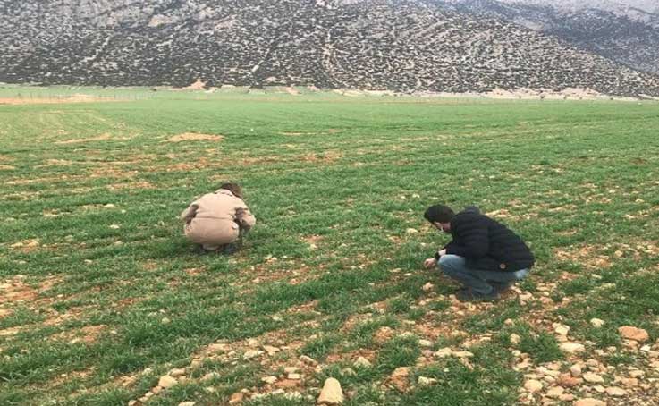 Hububat alanlarında hastalık takibi ve kuraklık incelemesi