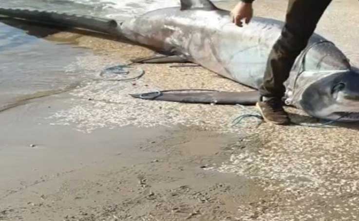 Antalya’da ağlara kırmızı listede yer alan 6 metrelik sapan köpek balığı takıldı