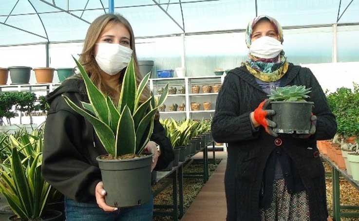 Süs bitkileri ve kaktüs üretimine sevgililer günü dopingi