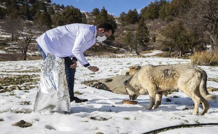 Kısıtlamada zorlu kış şartlarındaki hayvanlar unutulmadı