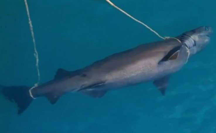 Antalya’da denizde köpek balığı ölüsü bulundu