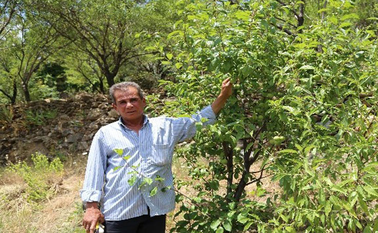 Yakınlarının kayıp ihbarı yaptığı adam, zeytin ağacında asılı halde bulundu