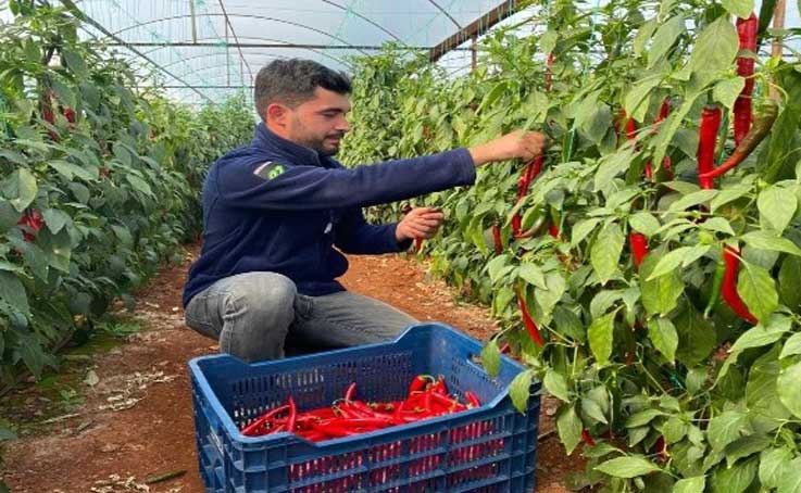 Aşırı talep sebebiyle yetersiz kalan isotun açığını şili biberi kapatıyor