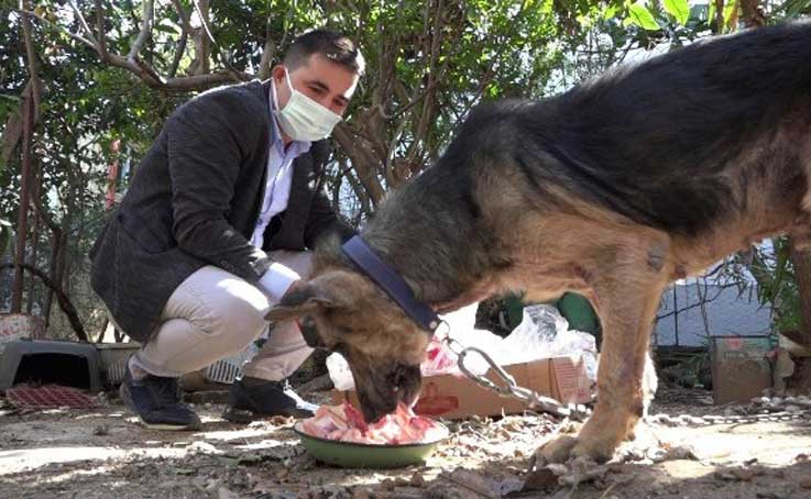 Cezaevinden gelen dilekçe hayvanları ölümden kurtardı