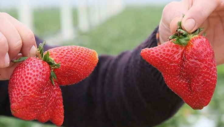 Sıcaklık farkı, çileğin şeklini bozdu