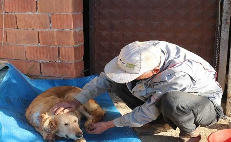 Köpeğinin vurulduğunu veterinere götürünce anladı