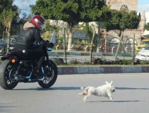 Antalya’da sahibini kaybeden köpek trafiği birbirine kattı