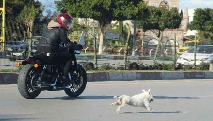 Antalya’da sahibini kaybeden köpek trafiği birbirine kattı