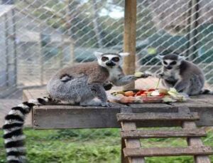 Antalya Hayvanat Bahçesi’nde yeni yavrular