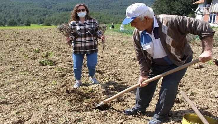 Manavgat’ta üreticilere 3 bin adet lavanta fidesi dağıtıldı