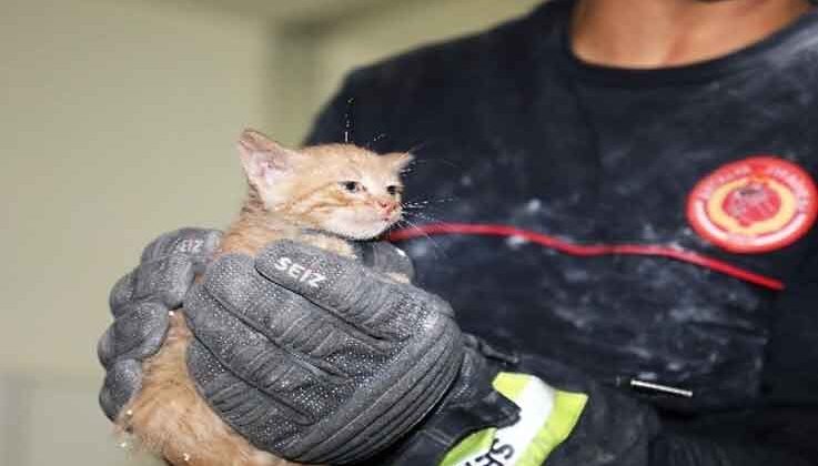 Büyükşehir binasında yavru kedi kurtarma operasyonu