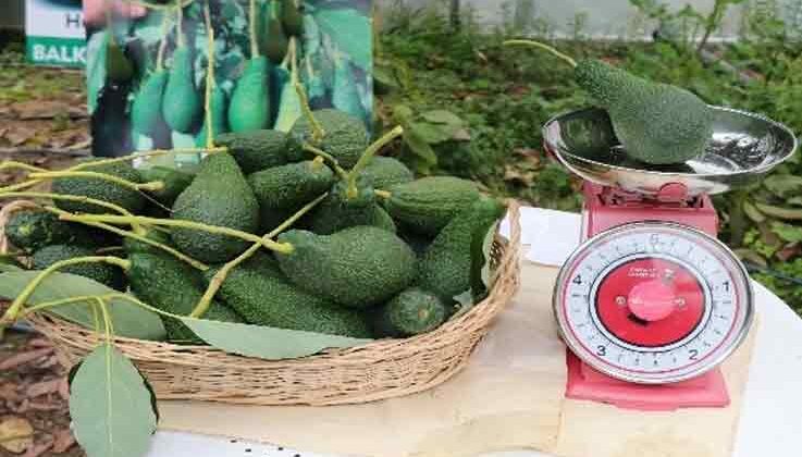 Türkiye’de ilk kez serada üretilen avokadonun hasadı yapıldı