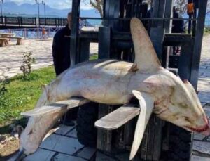 Nesli tükenmek üzere olan köpek balığı ölüsü sahile vurdu