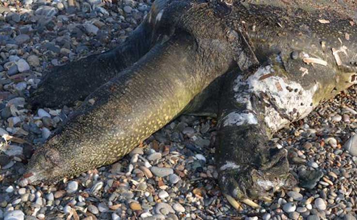 Antalya’da sahile ölü Nil kaplumbağası vurdu