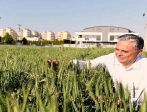 Muratpaşa’nın buğdayları başak verdi