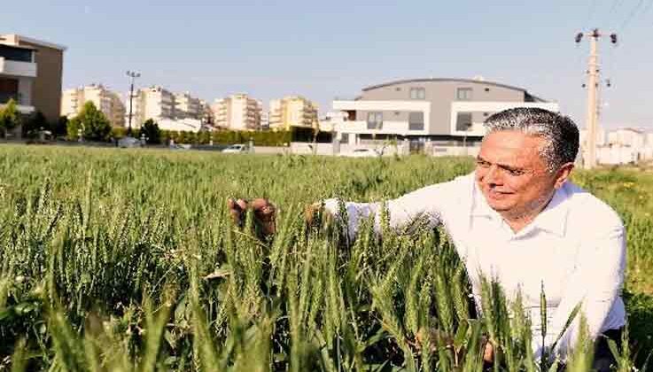 Muratpaşa’nın buğdayları başak verdi