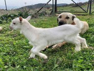 Çoban köpeğinden ders gibi vefa örneği