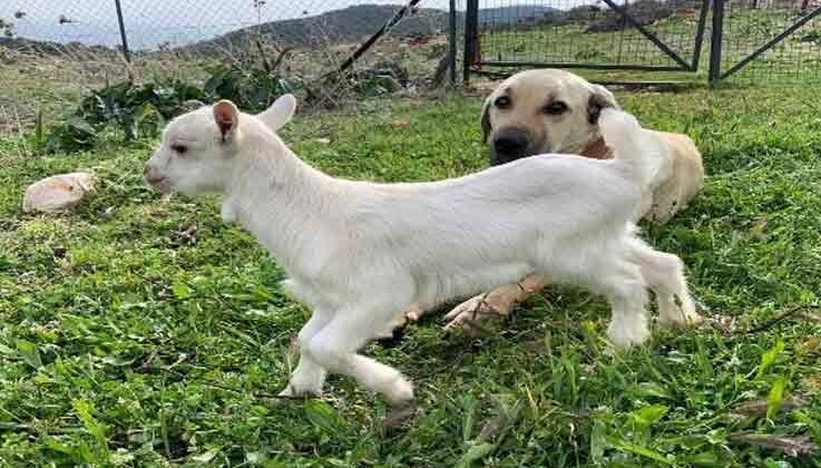 Çoban köpeğinden ders gibi vefa örneği