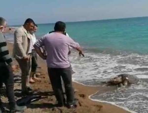 Balıkçı ağlarına takılan caretta caretta sahile ölü olarak vurdu