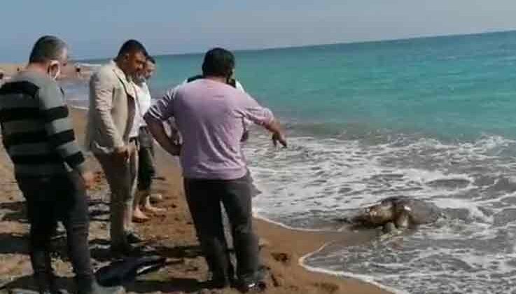 Balıkçı ağlarına takılan caretta caretta sahile ölü olarak vurdu