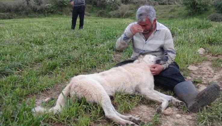 Vurularak öldürülen çoban köpeğinin başında gözyaşlarına boğuldu