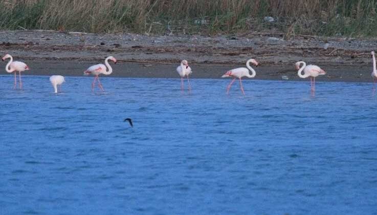 Flamingoların fırtına molası