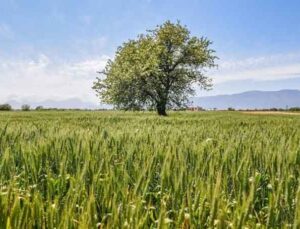 Kepez’de 540 dönüm araziye ekilen 11 ton buğday başak verdi