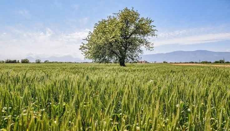 Kepez’de 540 dönüm araziye ekilen 11 ton buğday başak verdi