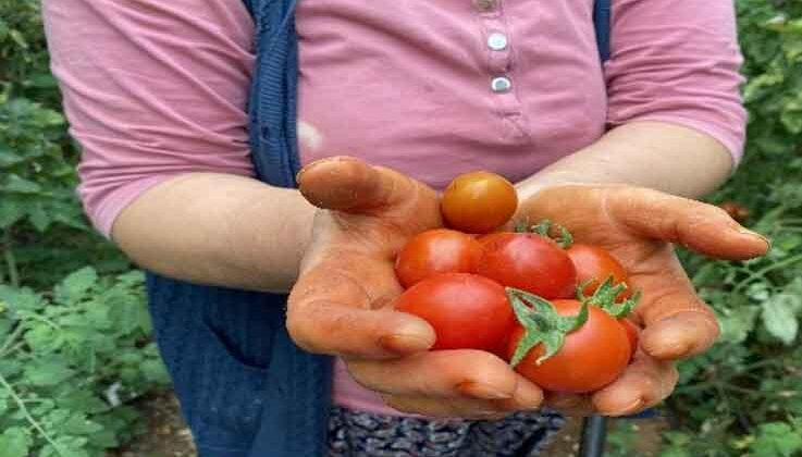 17 günlük tam kapanma öncesi seralarda ürün toplama telaşı başladı