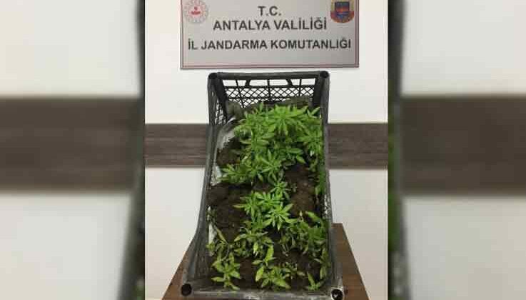 Ormanlık alanda 116 kök kenevir bitkisi ile yakalandı