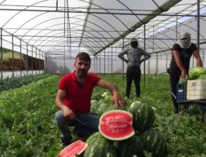 Karpuz üreticisi fiyattan memnun, ham kırımdan şikayetçi