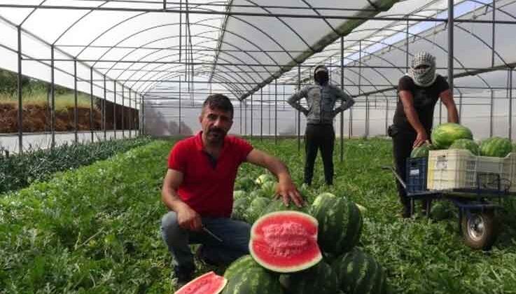 Karpuz üreticisi fiyattan memnun, ham kırımdan şikayetçi