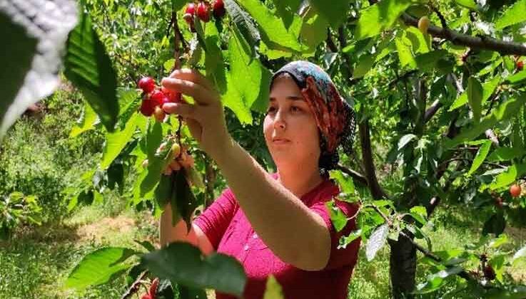 Antalya’da buruk erkenci kiraz hasadı