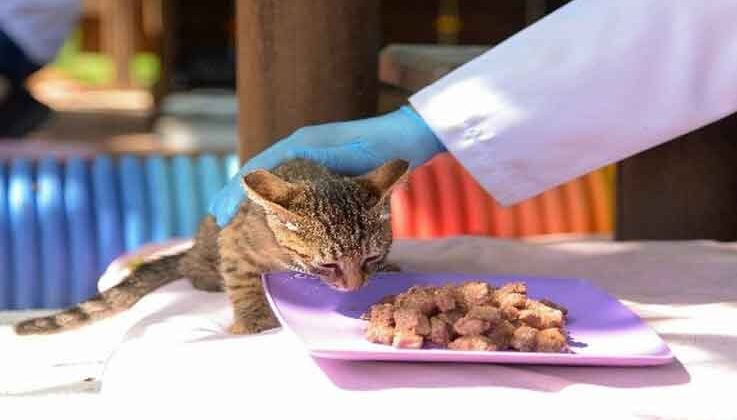 Alanya’da kısıtlama boyunca sokak hayvanlarına özel ilgi