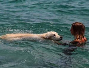 Rus turist, 9 bin kilometrelik yoldan getirdiği köpeğiyle Antalya’da deniz keyfi yaptı