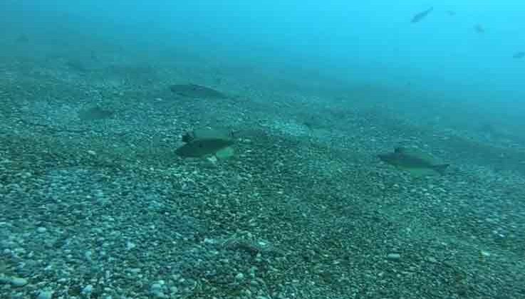 Zehirli deniz çıyanının izmarit balıklarının yumurtalarına saldırması su altı kamerasında
