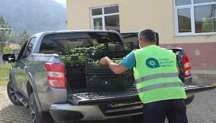 Akseki ve Gündoğmuşlu çiftçiye 90 bin fide dağıtıldı