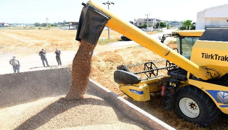 Muratpaşa Belediyesi 20 ton ürünü bulgur halinde ilçe sakinlerine dağıtacak, belediye aşevinde kullanacak.