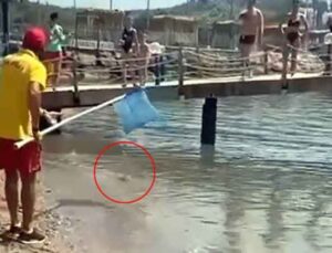 Alanya sahilinde dev balon balıkları sahile vurdu