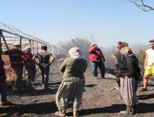 Antalya’daki arazi yangınında seraların naylon örtüleri ve zeytin ağaçları küle döndü