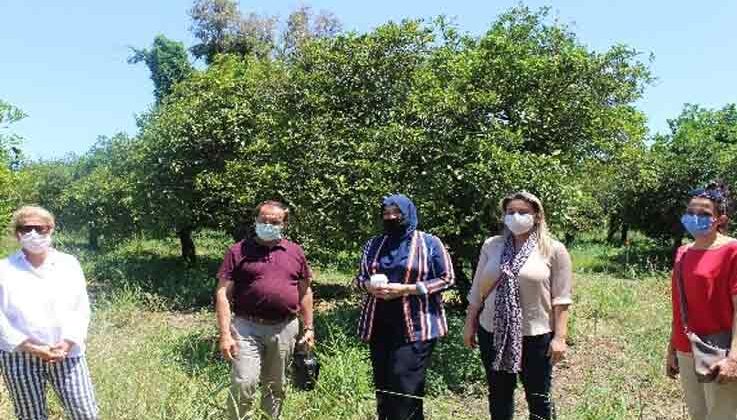 Faydalı böcekler narenciye bahçelerine salınıyor