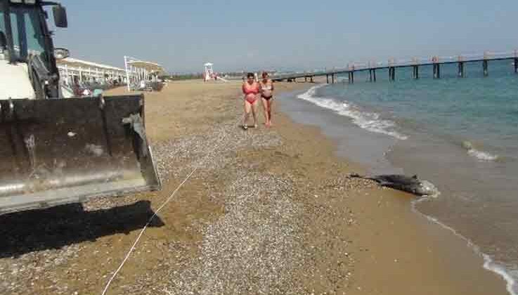 Açıkta bulunan ölü yunus balığı sahile çıkartıldı
